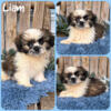 Sweet Male Shih Tzu Puppy