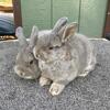 Dwarf Bunnies