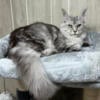 Zinnia - Female 7 months -  Maine Coon