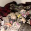 Cane corso puppies