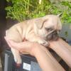 LooksMaxing Frenchie Pups
