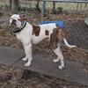 FUTURISTIC KENNELS AMERICAN BULLDOGS LLC. HOME OF OLD FOUNDATION LINES, 100% AMERICAN BULLDOGS.
