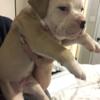 Olde English Bulldogge pups for sale