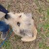 Husky/carrin terrier