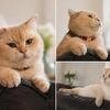 British shorthair male cat 1 1/2 y.o