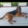 5 yr old female bloodhound