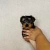 Black and gold teacup Yorkie