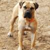 Purebred Male Boerboels, Central California