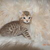Female Highlander ready now, TICA registered, discounted for the Holidays