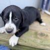 Pit/pyrenees mix