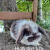 Purebred Holland Lop Bunnies-  $40- $100