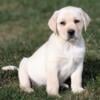 GORGEOUS blocky male AKC Lab pup, READY NOW 