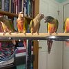 Green Cheek Conures ( Baby)