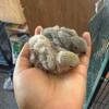 Baby lovebirds for sale 