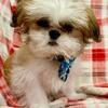 Handsome Male Shih Tzu Puppy