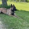 Belgian Malinois Male