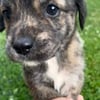 lab mix puppies