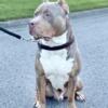 Xl Lilac Tri Bully stud, ABCK/UKC. (proven)