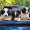 English Shepherd Puppies