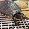 5 year old yellow belly slider searching for forever home