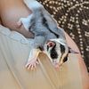 Mosaic Sugar Gliders (REDUCED)