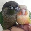 Green cheek conures