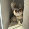 Purebred Scottish Straight Female Kitten – 2 Months Old – Sweet & Playful