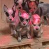 Australian cattle dog  ( Blue Healer ) puppies