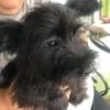 Im SCHNAUZER  .   Miniature CKC 12 weeks old.