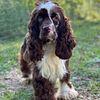 APR registered Cocker Spaniel Stud