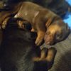 Doberman puppies