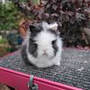 Purebred Lionhead Bunnies