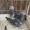 Uzbek pigeons, iranian pigeons, turkish pigeons