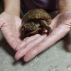 Box Turtle