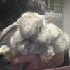 Bunnies