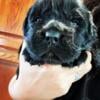 newfoundland / mammut bulldog mox puppies!