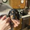 Mini dachshund black and tan males Monticello MN ready 01/21