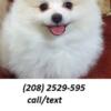 Rehoming beautiful Pomeranian Puppies