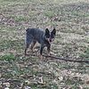 Spayed Female Blue Heeler / Australian Cattle Dog