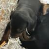 Dobermans PUPPIES OF NY