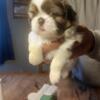 Shih Tzu puppyin michigan