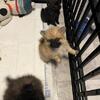 Healthy Pomeranian pup