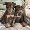 💗 Sweet Female Puppies — Ready Now! (8 Weeks)
