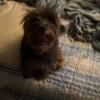 Yorkie Female needs new home