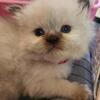 Scottish fold kittens available in the coming weeks