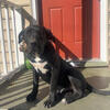 All Black Presa Puppy (Male)