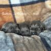 Charcoal Labrador Puppies