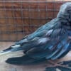 Pair of Blue Splendid (Scarlet Chested) Parakeets