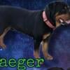 Rottweiler male to good home