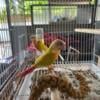 Suncheek Green cheek conures